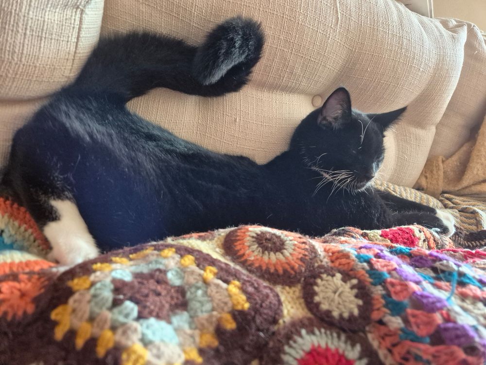 My large 8 month old (today) tuxedo kitten stretching out on the couch with his arse in the air. This is one of his favourite positions atm