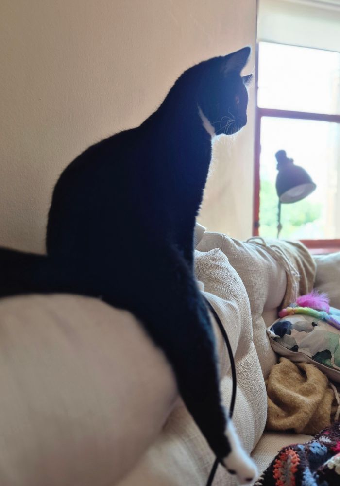 My 9 month old tuxedo big baby cat, Dudley sitting upright on the back of the couch watching tv intensely, with one leg dangling down straight. He looks like a little man on a stool