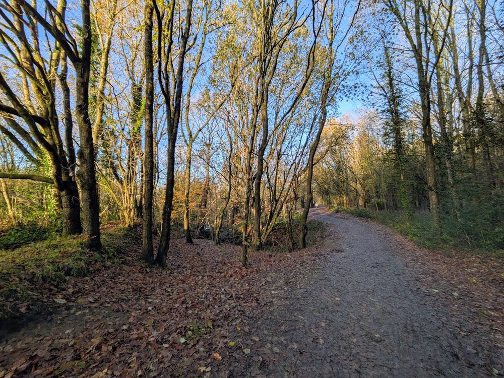 A path in an autumnal wood, on a sunny day. 