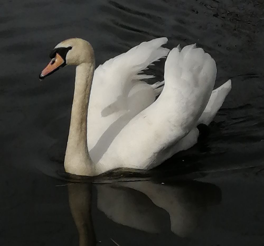 A white swan on some dark water. 
