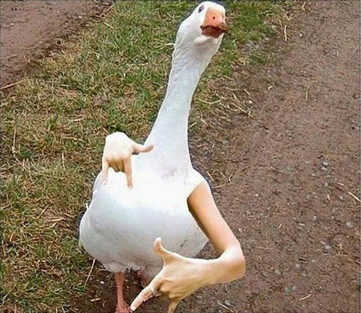 ducking sick