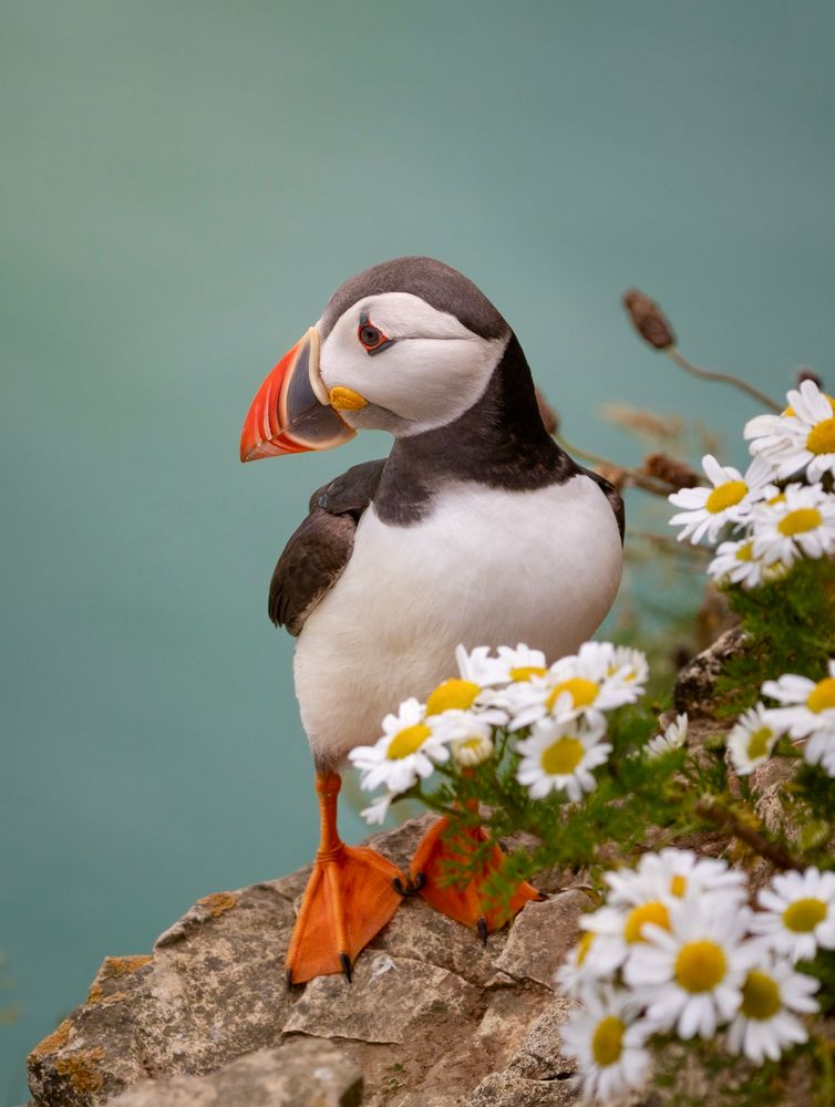 Side shot of Puffin surrounded by flowers looking forwards the sea