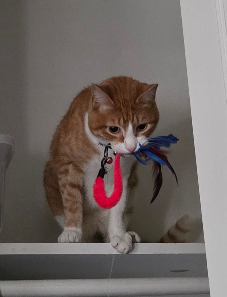 Buddy the orange cat with his toy.