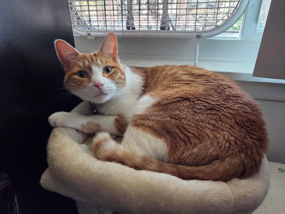 Buddy the orange cat.