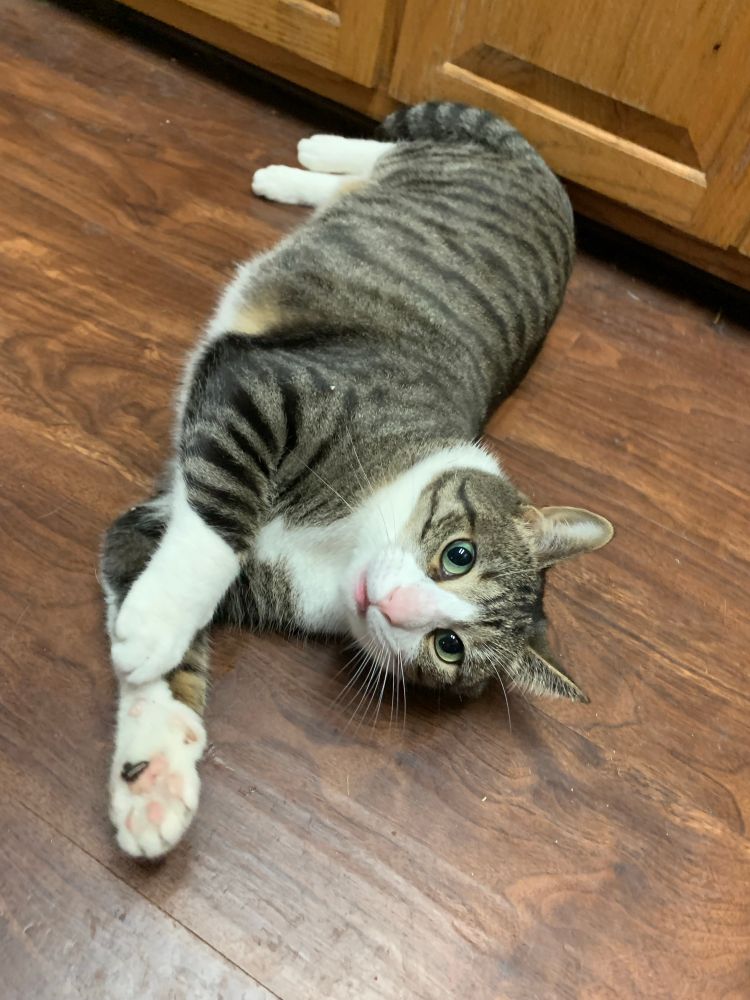 A gray tabby cat playing