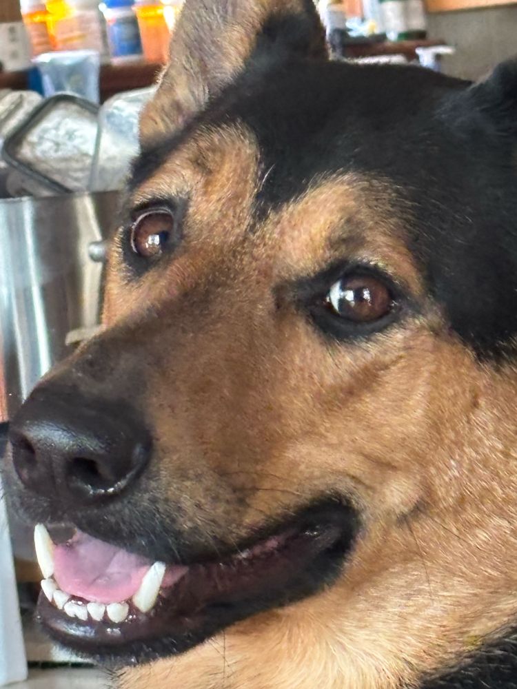 A German shepherd smiling at the camera and looking generally very pleased with himself.