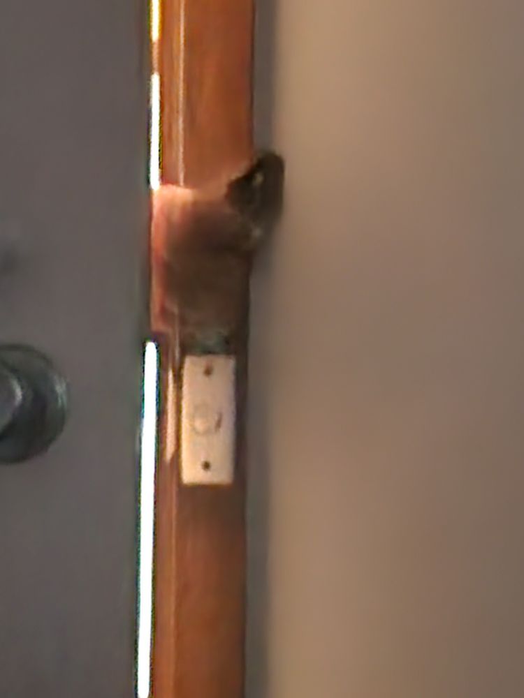 A photo similar to the one before, the hand is holding the bird through the open door, though the bird now faces the camera. The photo is a little more blurred. 