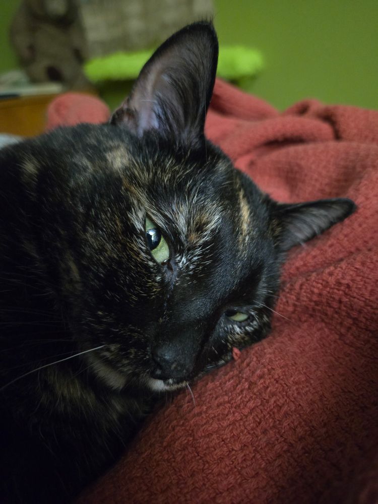Annoyed tortoiseshell cat glaring at the camera because she does not think she looks like Toothless. Too bad, though. 
