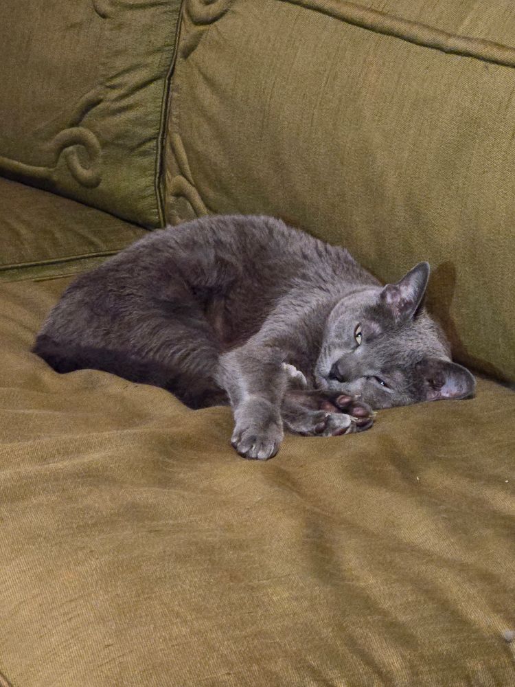 Gray cat on a green couch with an annoyed face, because I made noise on my way to take a picture of her doing a pretty perfect diving pike position in her sleep. 
