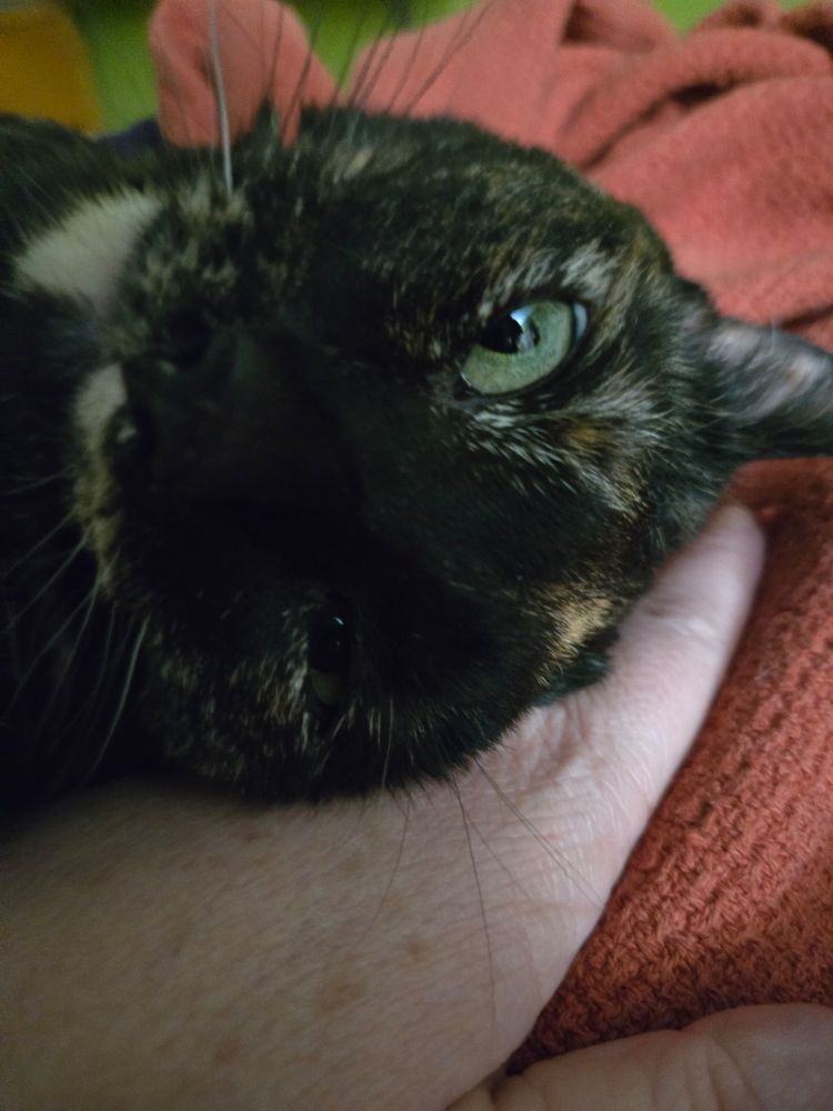 A tortoise shell cat with her head upside down and eyes squinted funny. 