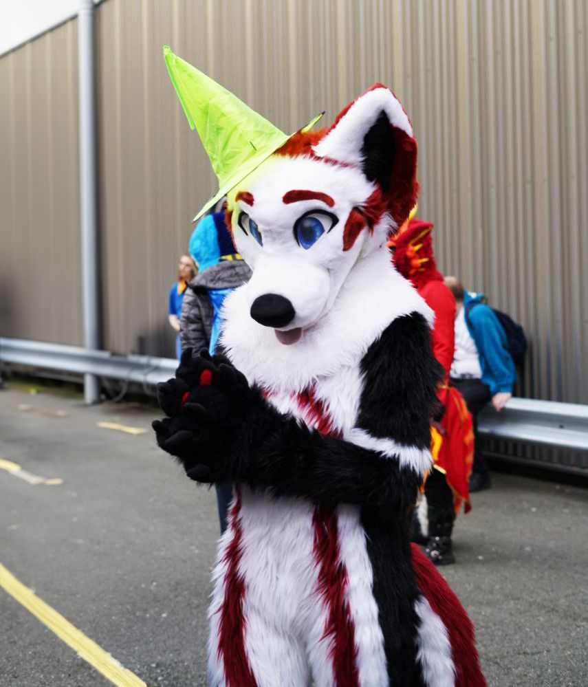 A white, black and red fox fursuiter putting his hands together. He's wearing a bright lime wizard had on his left ear. The picture is taken outside.