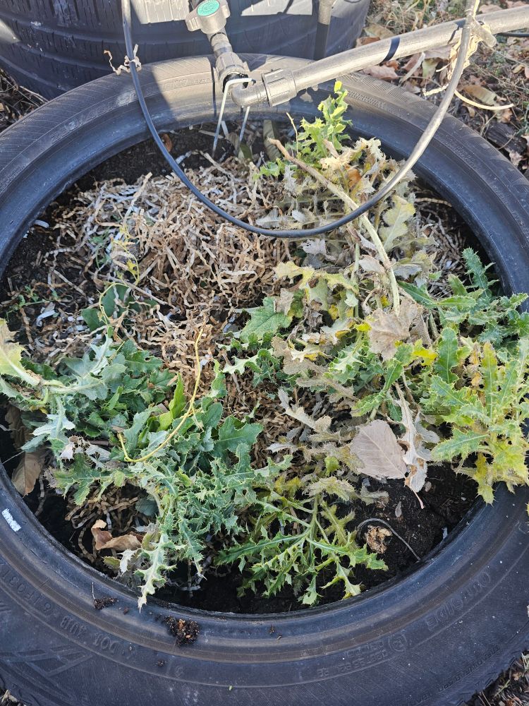 A tire full of dirt that is also piled with pulled up green thistle leaves, that cover most of the visible dirt. 