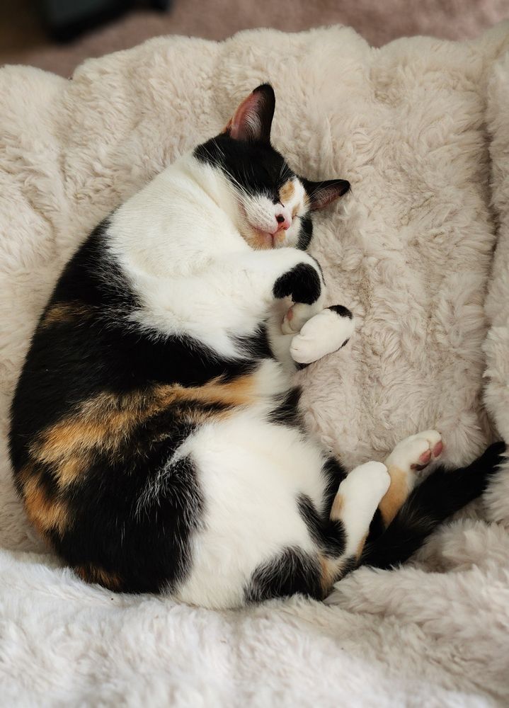 Kiwi, the adorable calico cat sleeping on a soft, fluffy, white blanket. Picture the cutest cat ever sleeping on her side with her little paws tucked up against her chest.