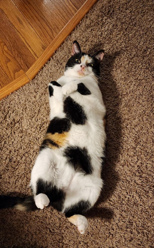 Kiwi, a calico cat, on her back, front feet curled to her chest, looking directly at the camera.