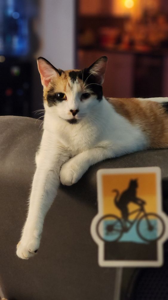 Mango, my calico cat.