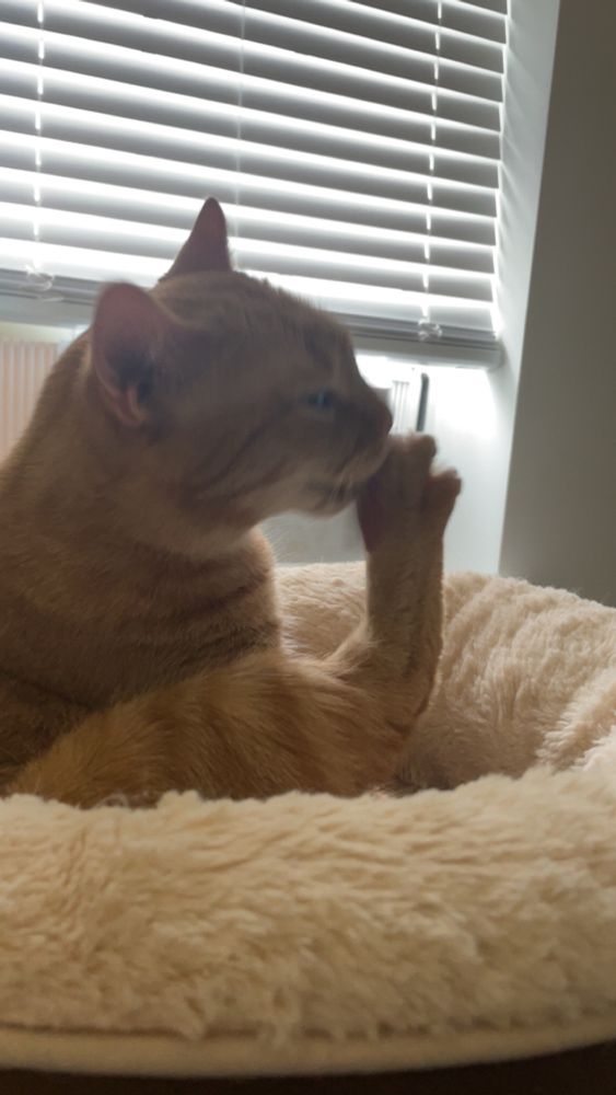 An orange cat chewing on her nails.