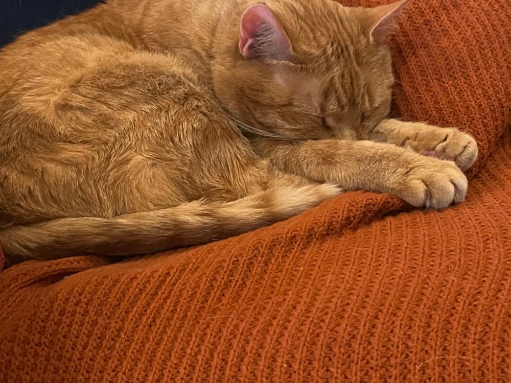 An orange cat curled up on a red sweater, with her face tucked into her paws.