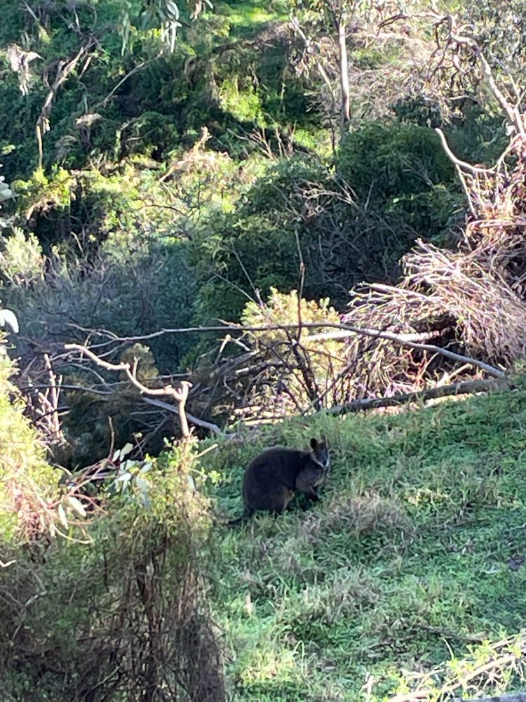 A swamp wallaby