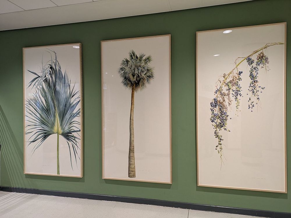 A large triptych of a palm tree, Sabal mexicana, in watercolour