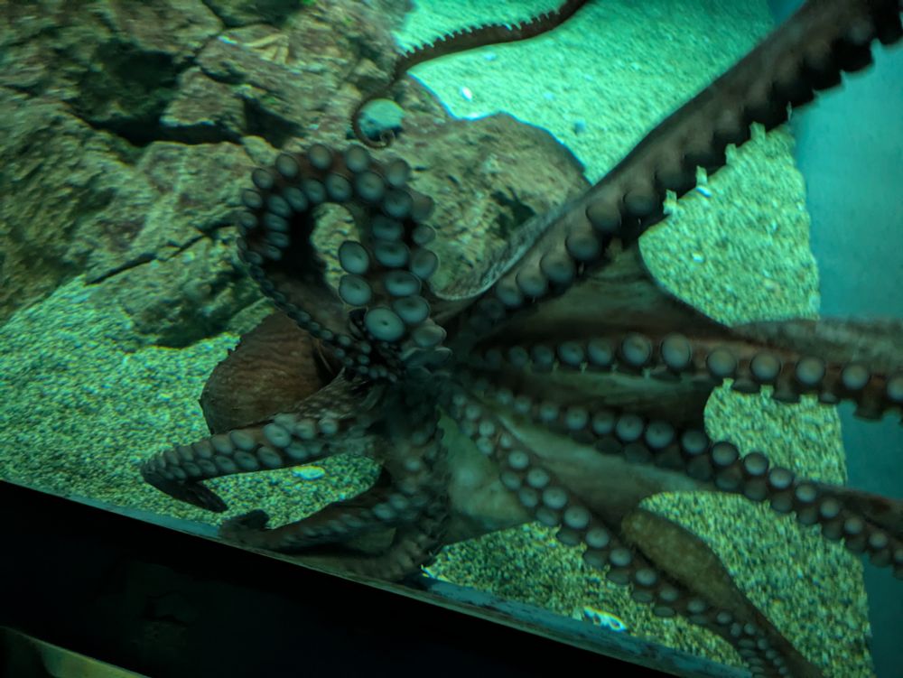 海遊館、水槽のガラスにビッタリくっついているマダコの写真。