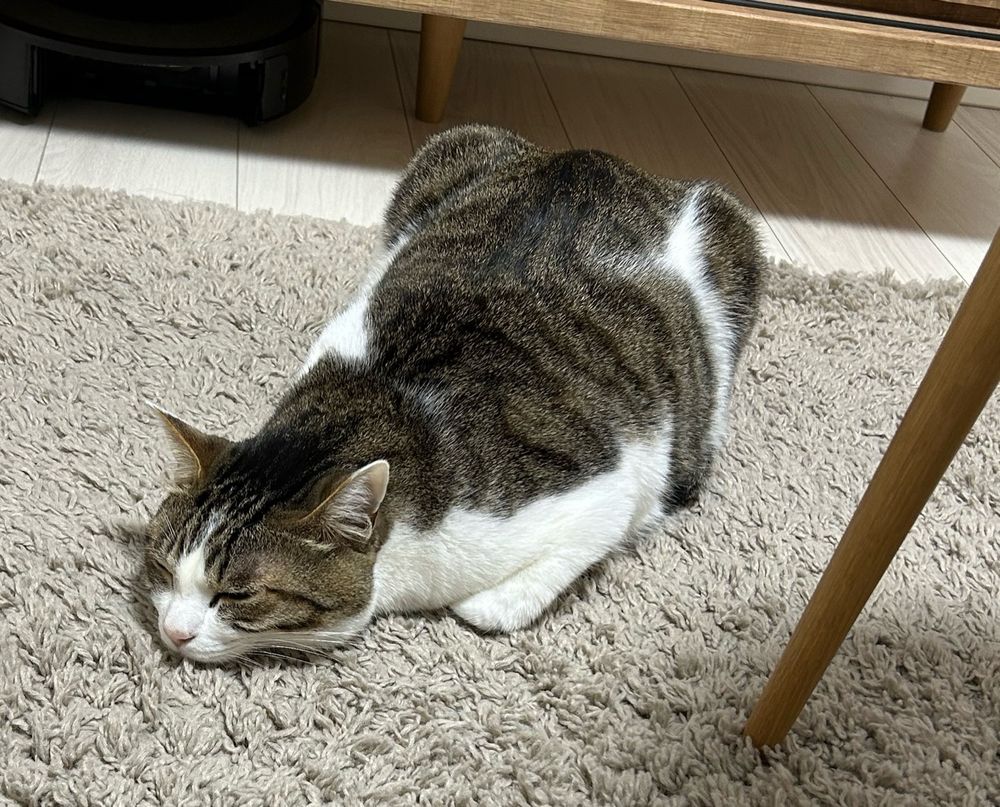 謎の体勢のネコ