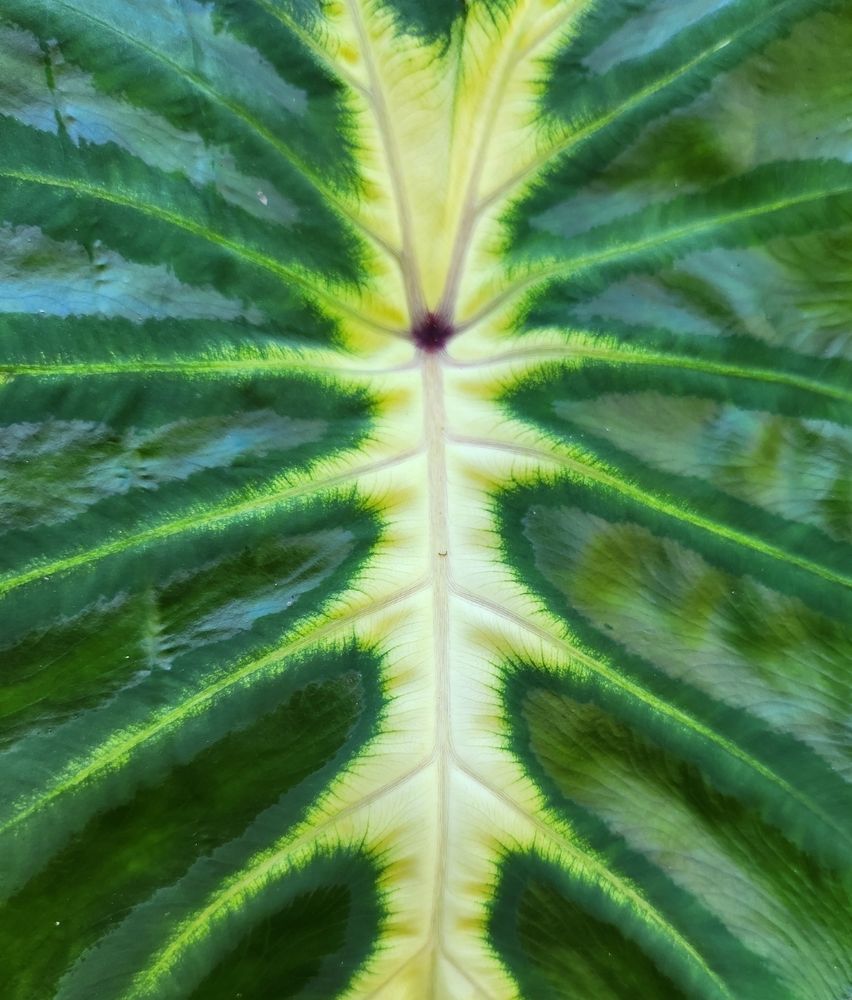 Royal Hawaiian Colocasia