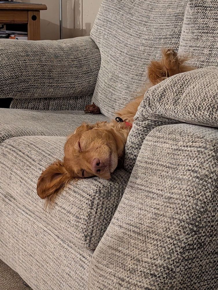 Bear, the cockapoo, lies on his back, legs in the air, on a sofa.