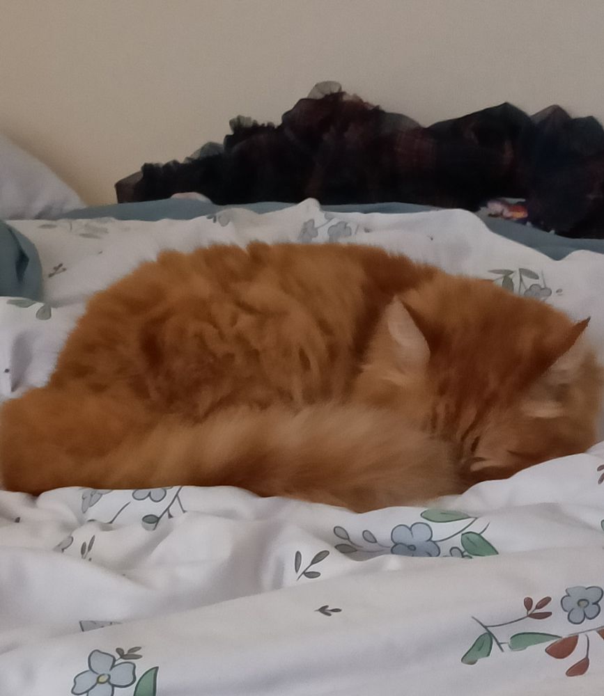 A photo of an orange cat napping, curled up on top of a bed with a floral pattern duvet. There is a lace black skirt behind him