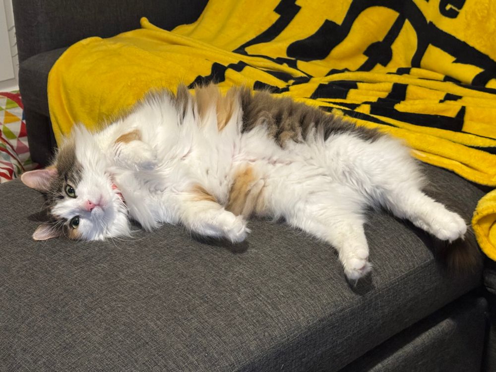 A calico cat laying on her side with a very soft belly, but it is not for rubbing or petting. Oh no, not if you like your blood inside your body. 