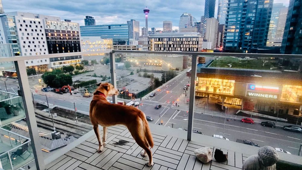 Dog enjoying the view from the balcony 