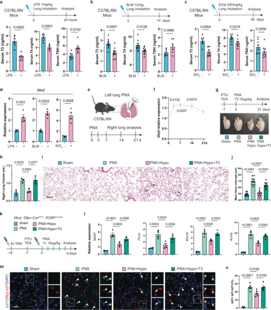 TRβ activation confers AT2-to-AT1 cell differentiation and anti-fibrosis during lung repair via KLF2 and CEBPA - Nature Communications