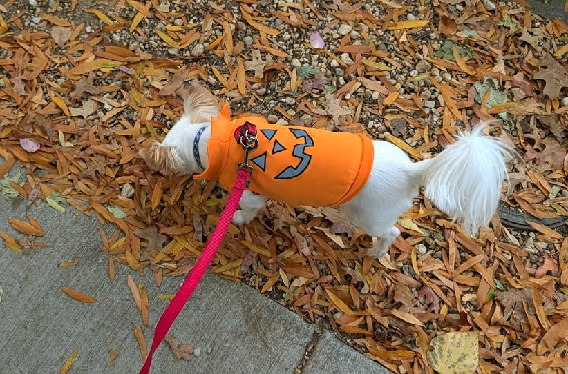 white long coat chihuahua wearing an orange vest with jack-o-lantern face on it