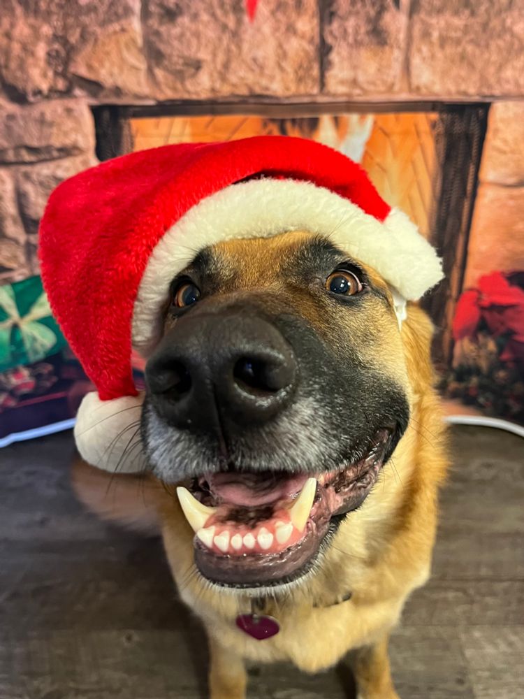 Smiling German Shepherd in a Santa hat.