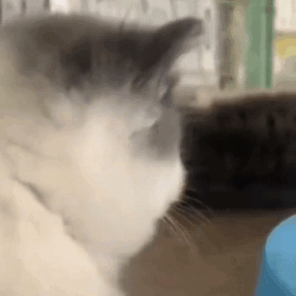 a close up of a cat 's face with a blue object in the foreground .