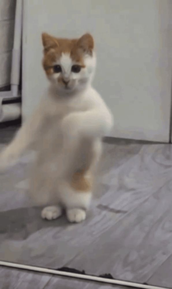 an orange and white cat is standing in front of a mirror