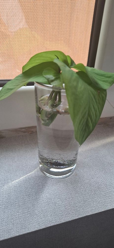 Pothos propagation attempt
