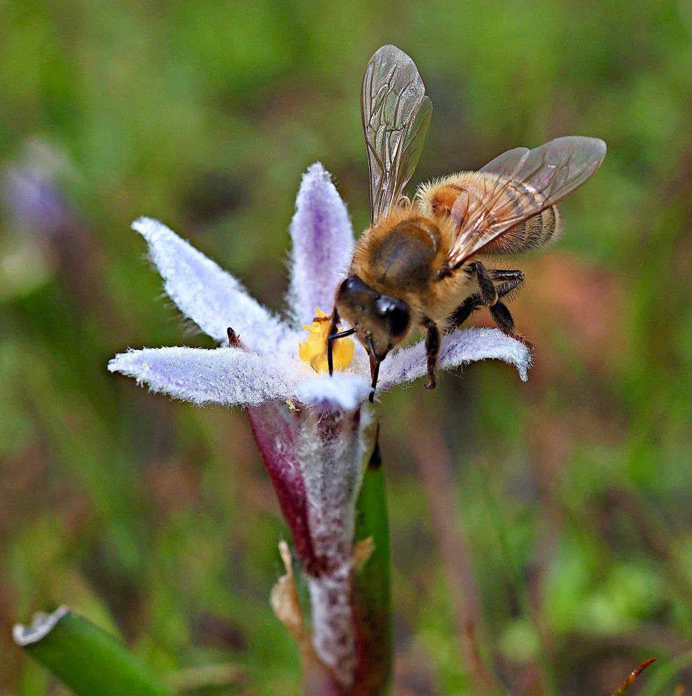 A white flower showing petals that have woolly appearance with a bee investigating 