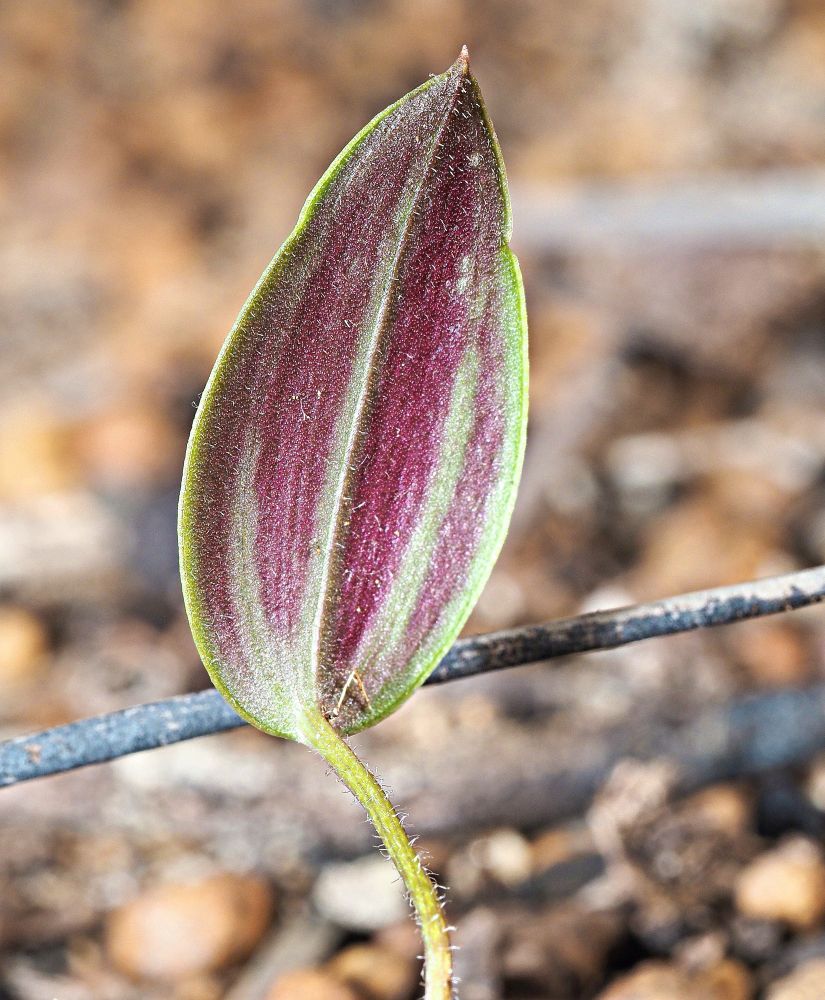 Picture of the back of an orchid leaf which shows purple streaks and fine white hairs. This leaf was from a non flowering plant 
