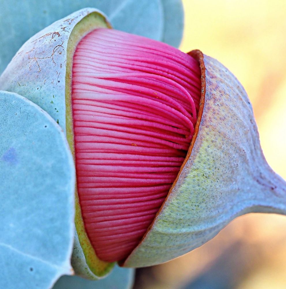 Close up picture of a pink developing eucalyptus flower showing the cap about to pop off 
