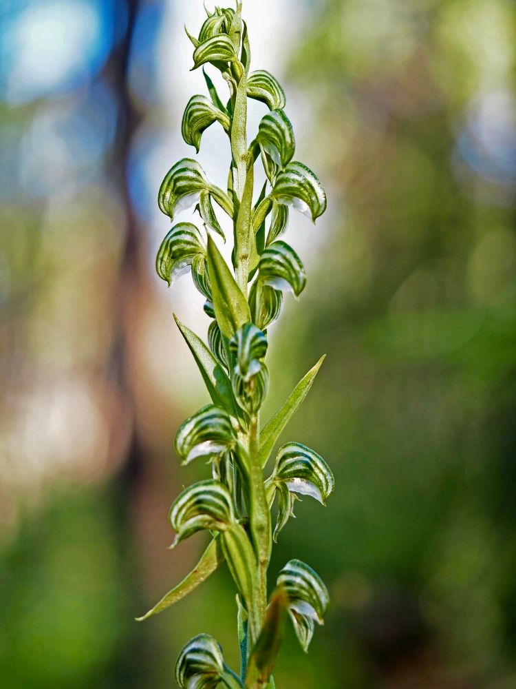 Actual orchid stem with numerous hooded flowers with green stripes and translucent white