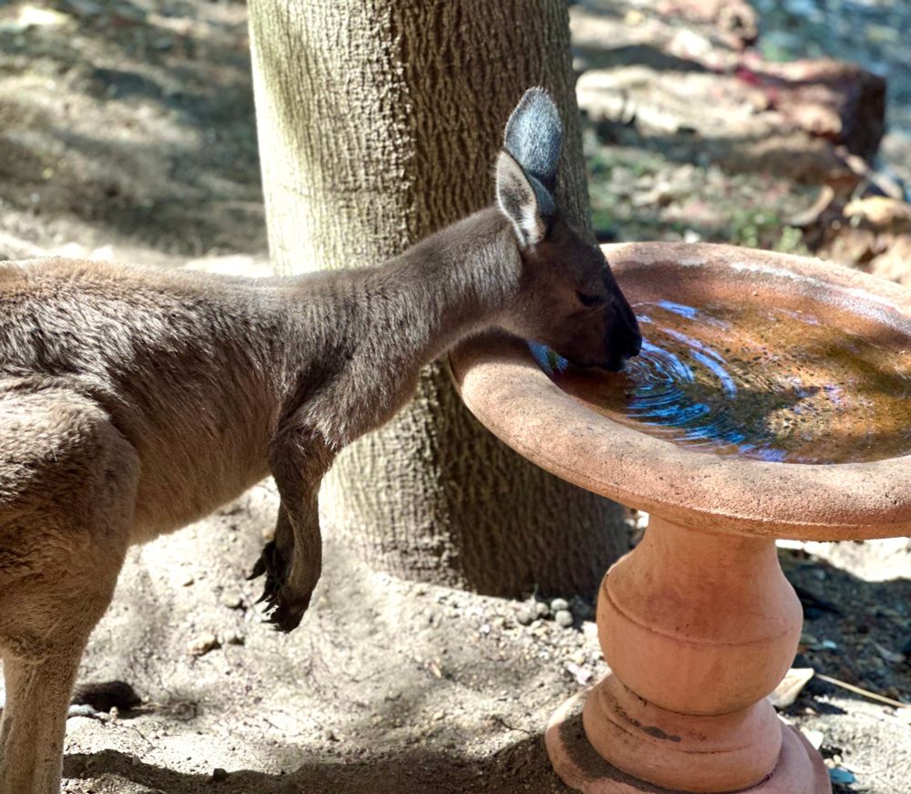 A medium sized brown kangaroo drinks water from a terracotta bird bath that sits under a tree