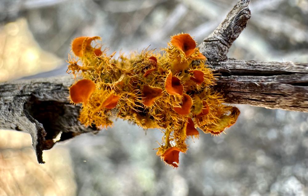 Teloschistes chrysophthalmus - an orange lichen growing on a dry twig