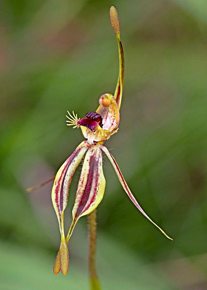 An orchid flower that is a mix of red, yellow, and pale green. The orchid has a labellum with long, spreading fringes