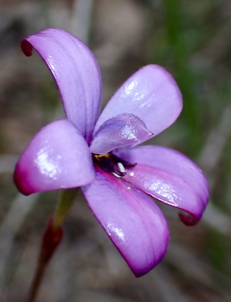 Close up of a purple enamel orchid