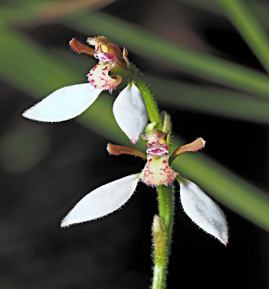 Picture of two white orchid flowers set against a blurred greenish background