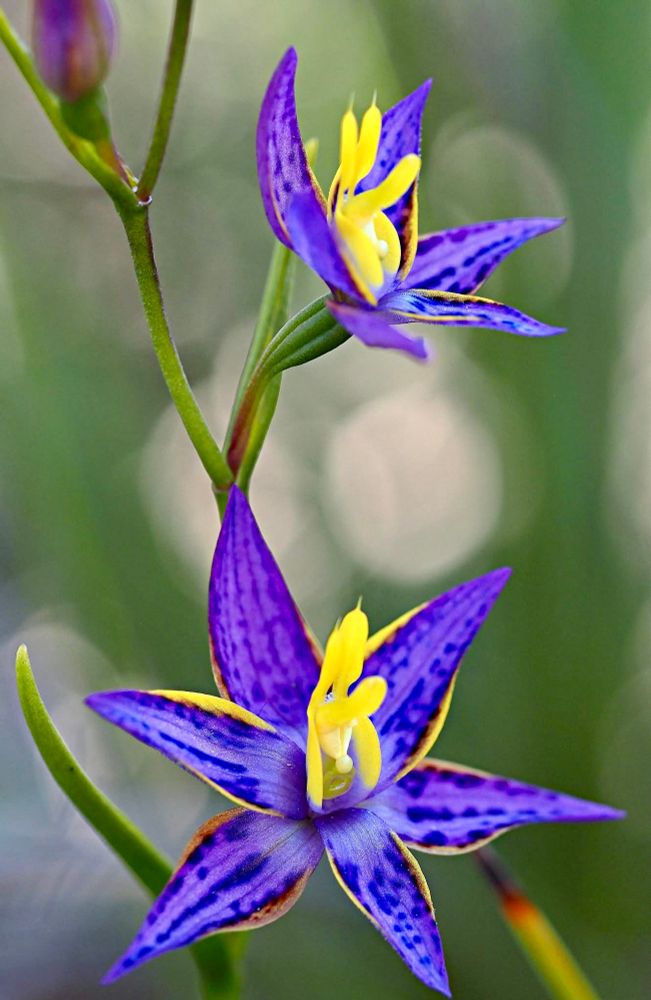 Two orchid flowers that are deep purple with obvious darker spots and golden yellow edges