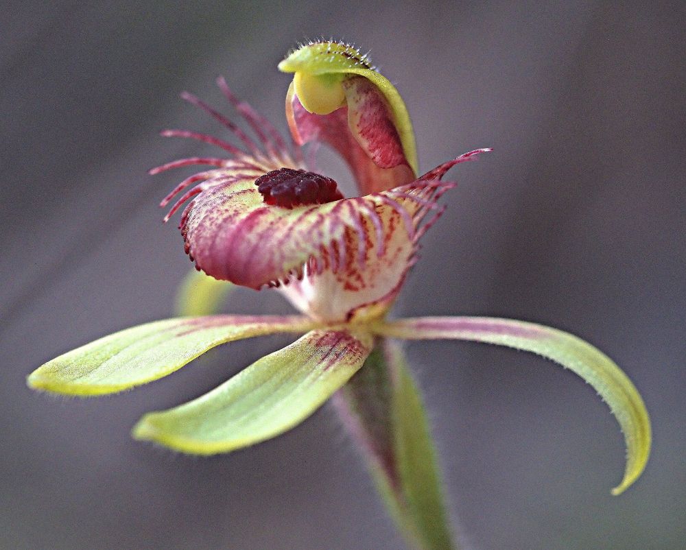 Picture showing an orchid flower from the side. The orchid has relatively short petals and sepals with a labellum that is quite large with long side fringes and compact calli in the centre