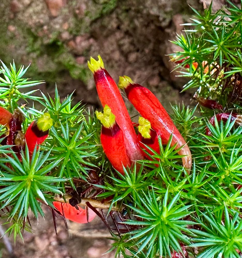 Styphelia foliosa flowers 