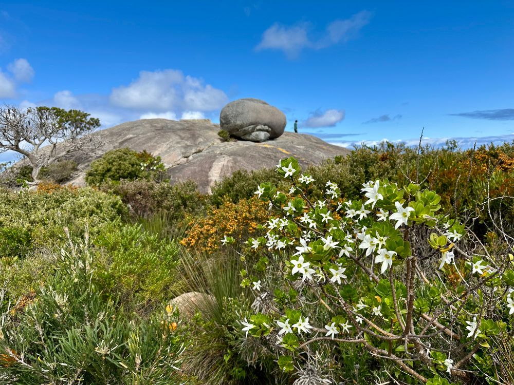 View of a large granite outcrop with flower covered bushes in the foreground 