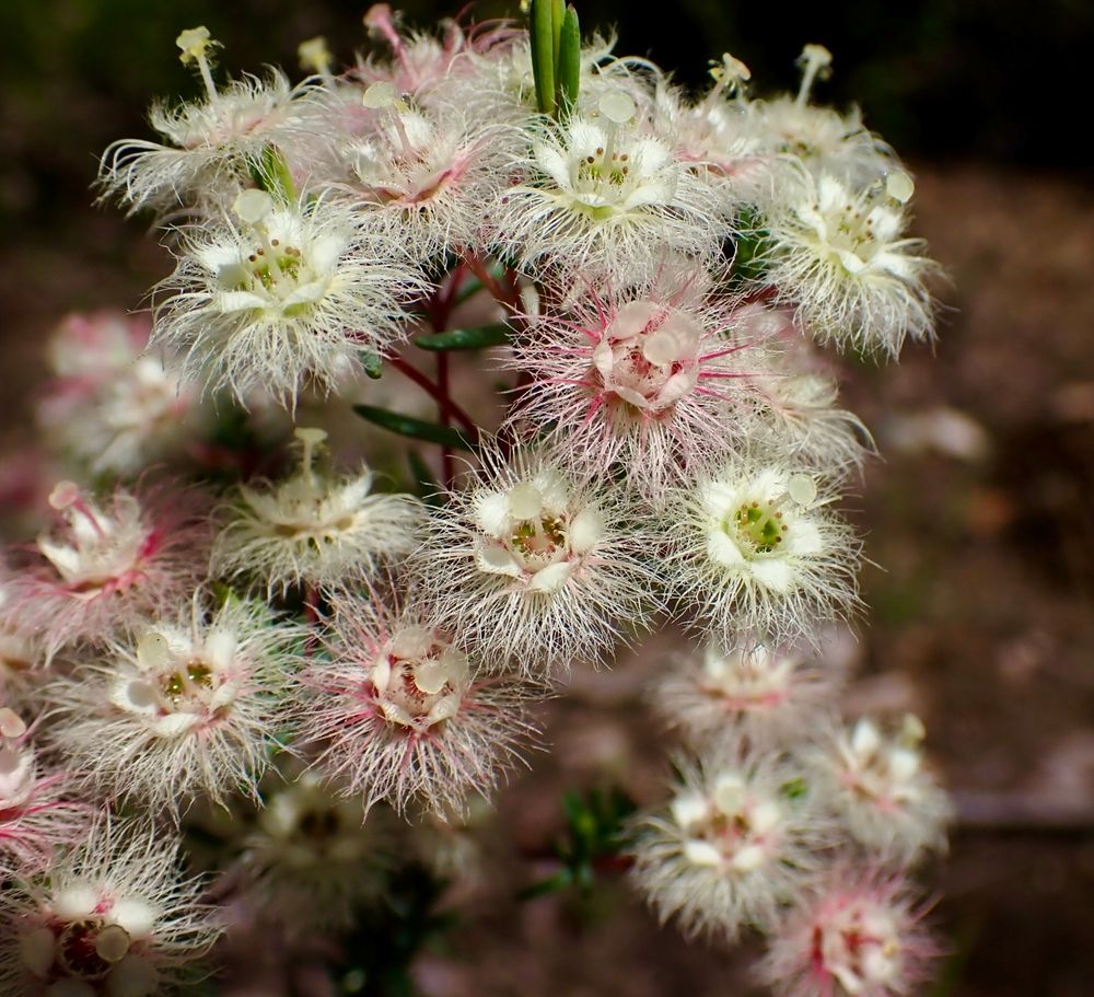 Picture of a cluster of feathery flowers in white and very pale pink